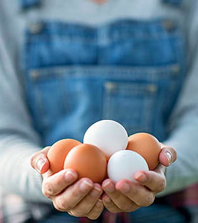 Areacode Egg Stall 4