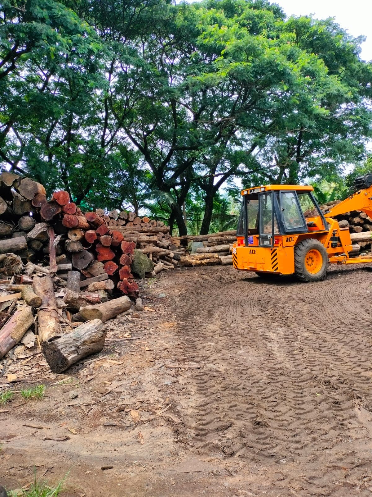 Mani Timber  4