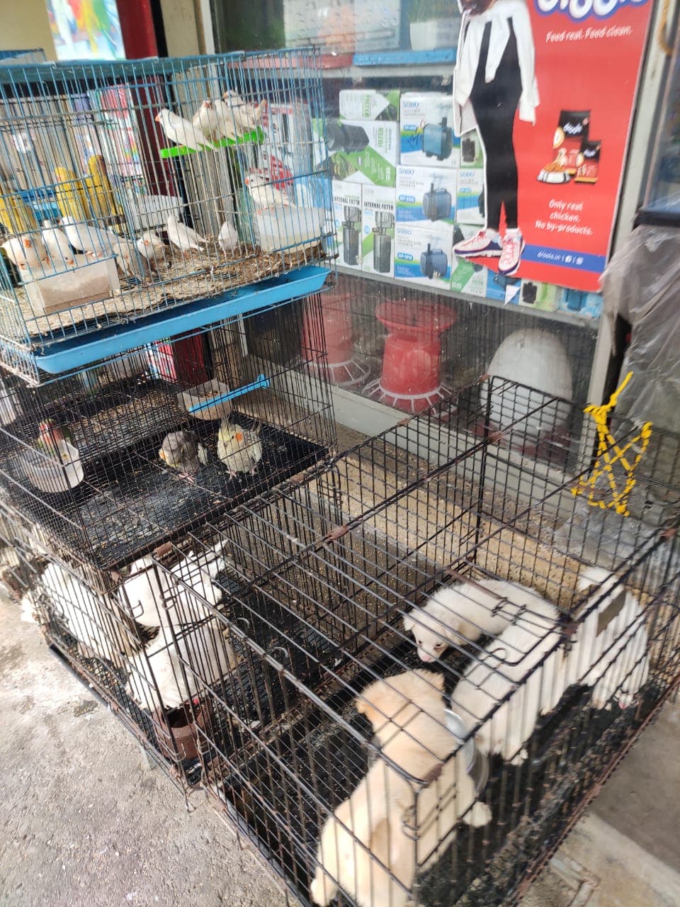 Seana Pets Zone 2