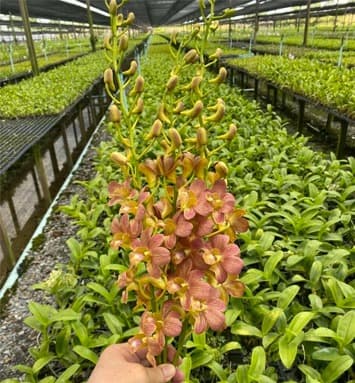 Blossom Garden 2