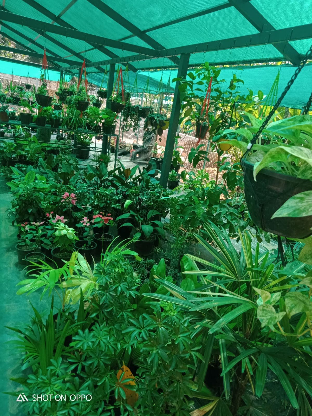 Neelavaaka Plant Nursery 2