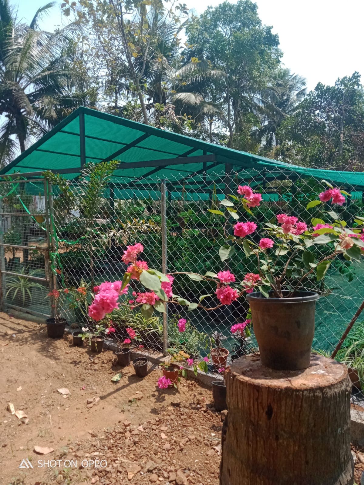 Neelavaaka Plant Nursery 3