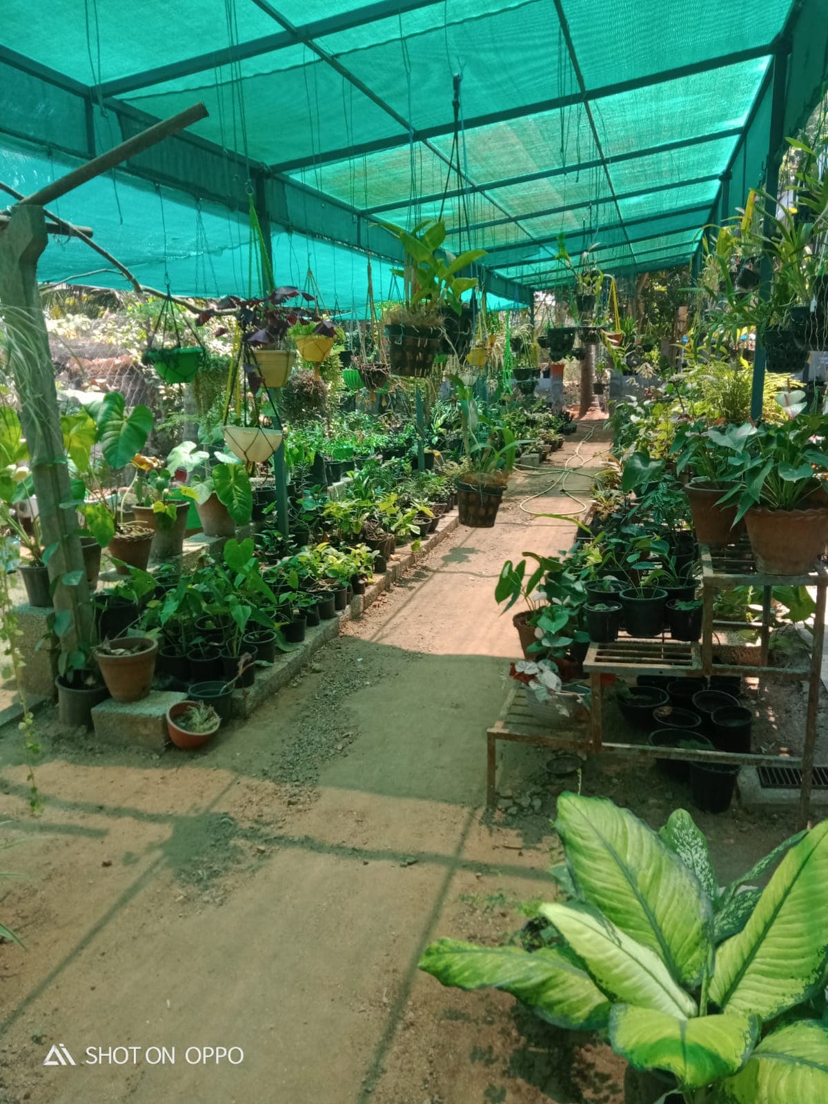 Neelavaaka Plant Nursery 4