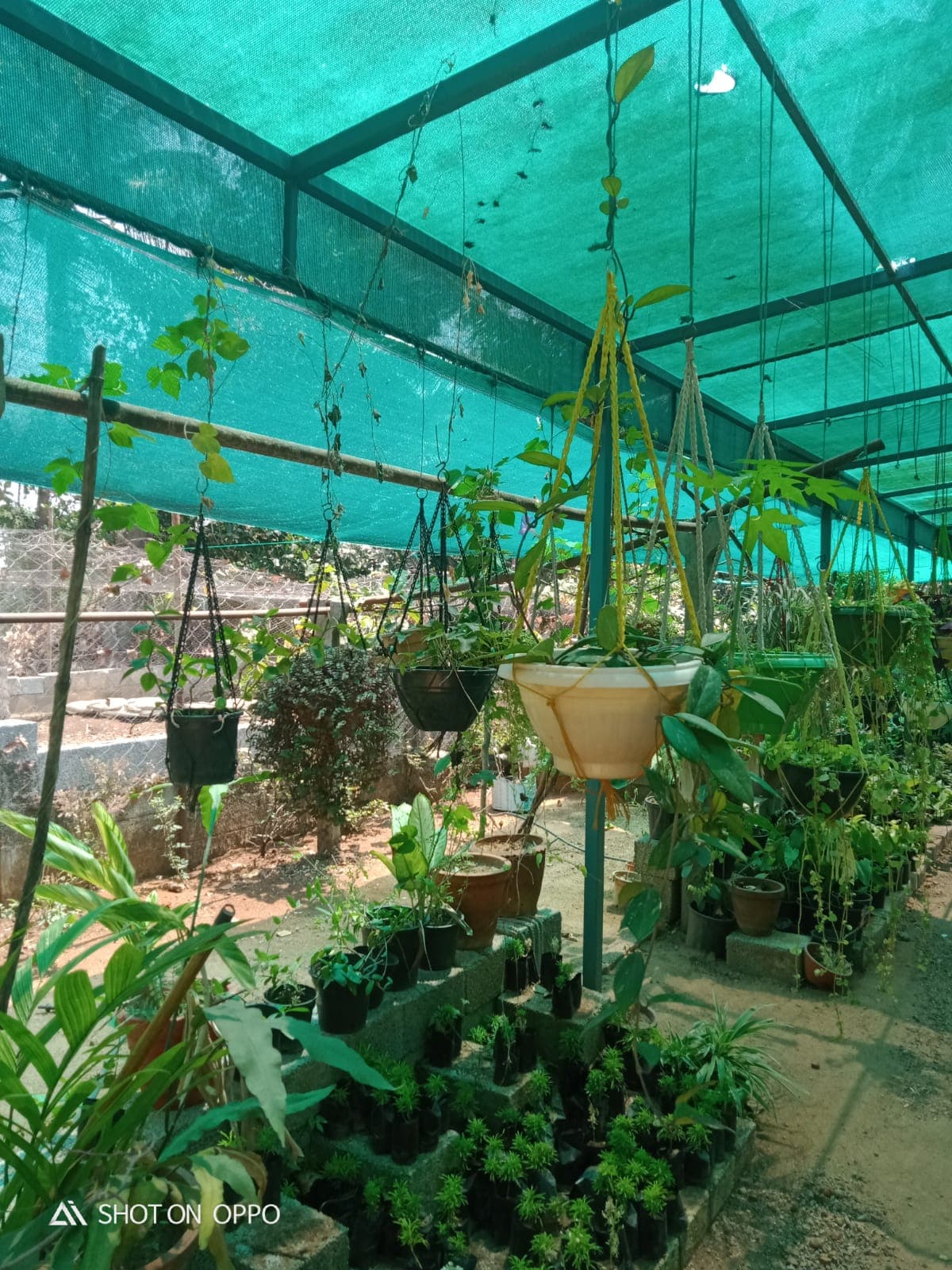 Neelavaaka Plant Nursery 5