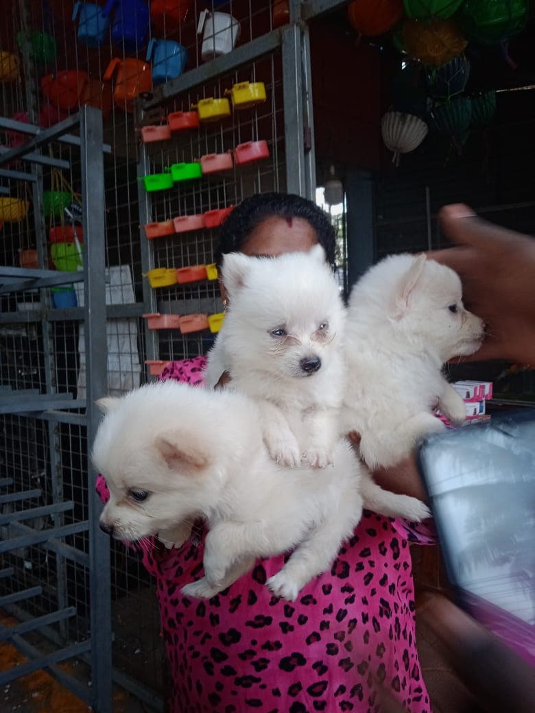 MMS Aquarium And Pet Shop 4