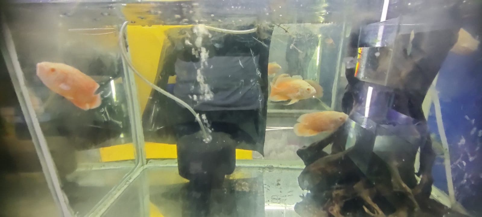 AB Aquarium 2