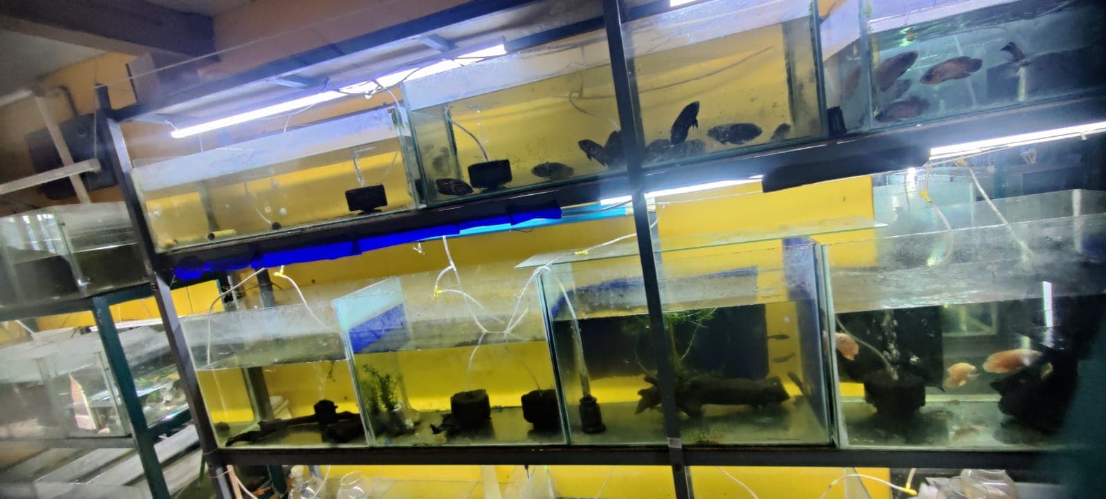 AB Aquarium 3