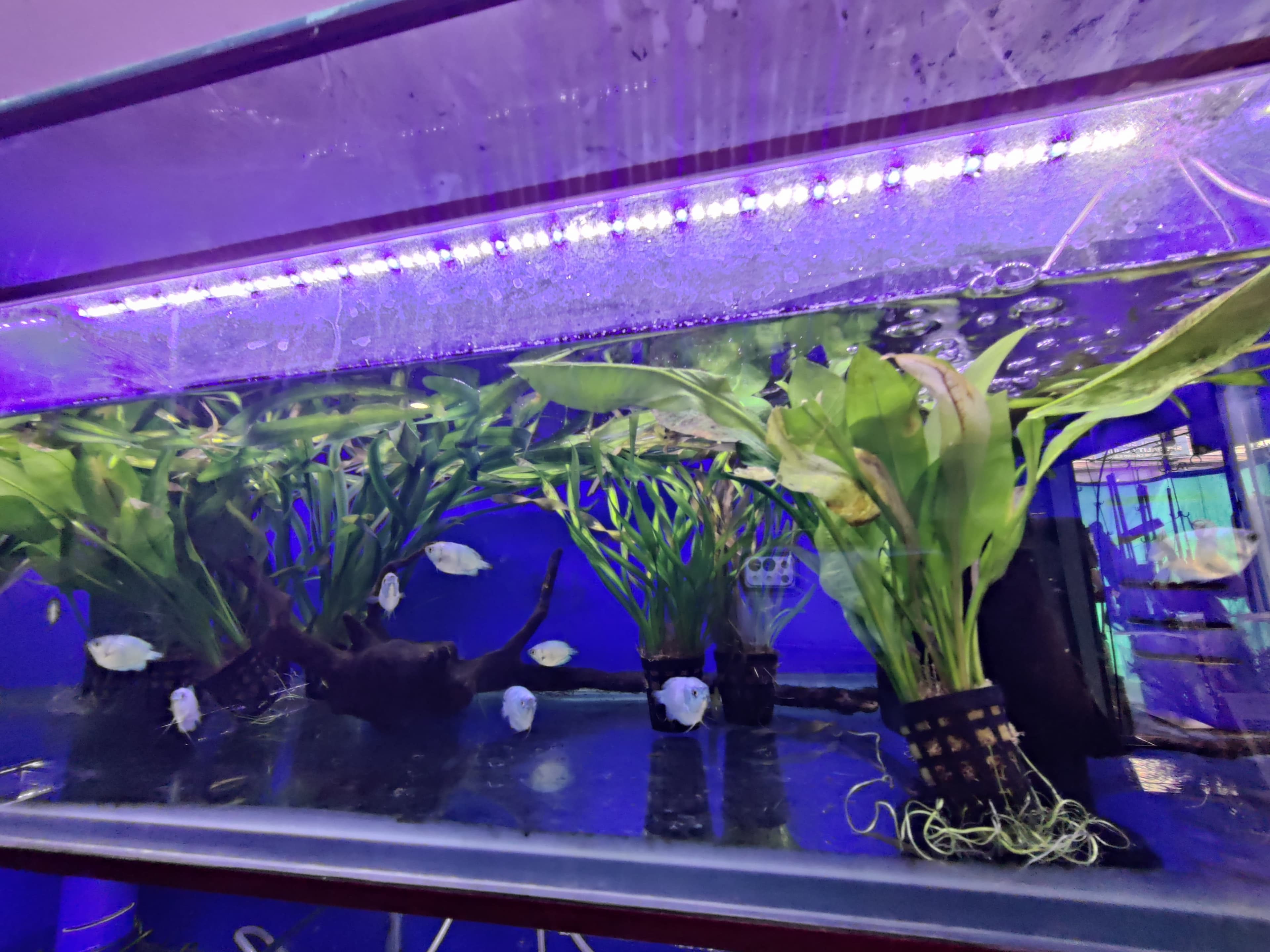 Akhil Aquarium 2