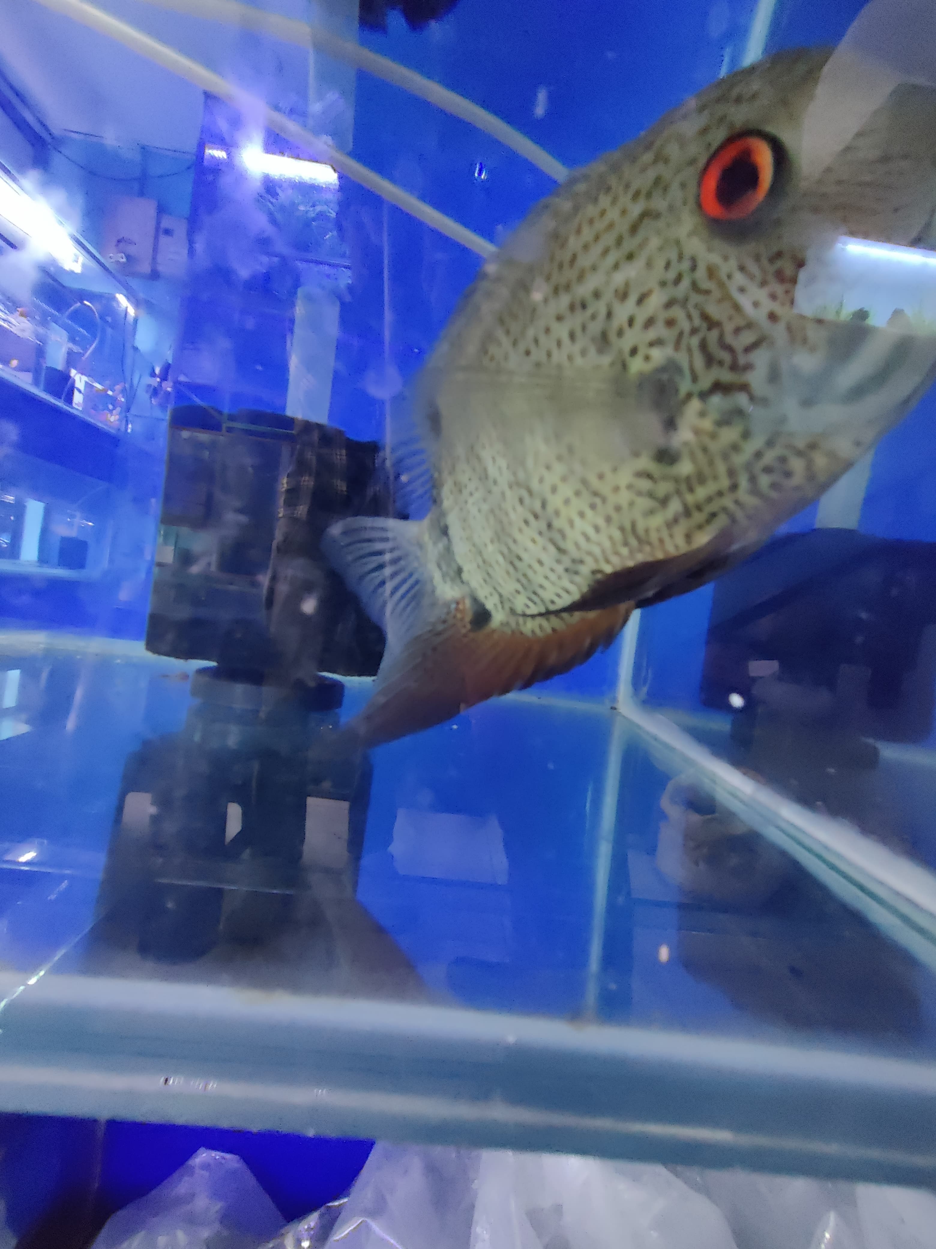 Akhil Aquarium 5