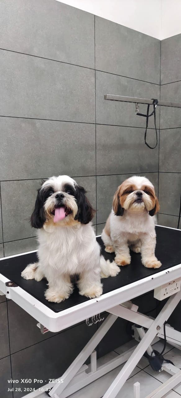 Pets Paradise 2