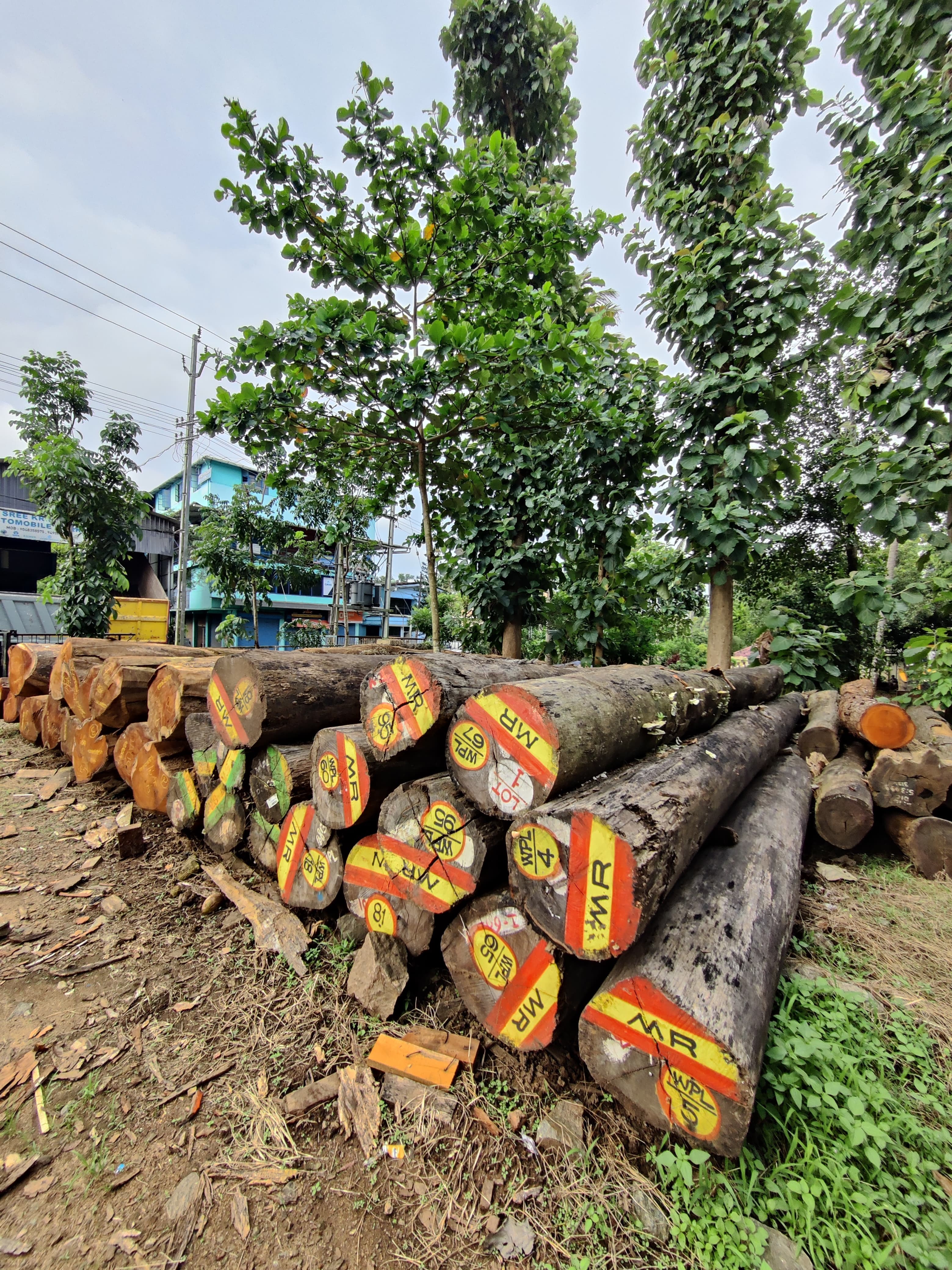 Vimala Saw Mill & Wood Industries  3