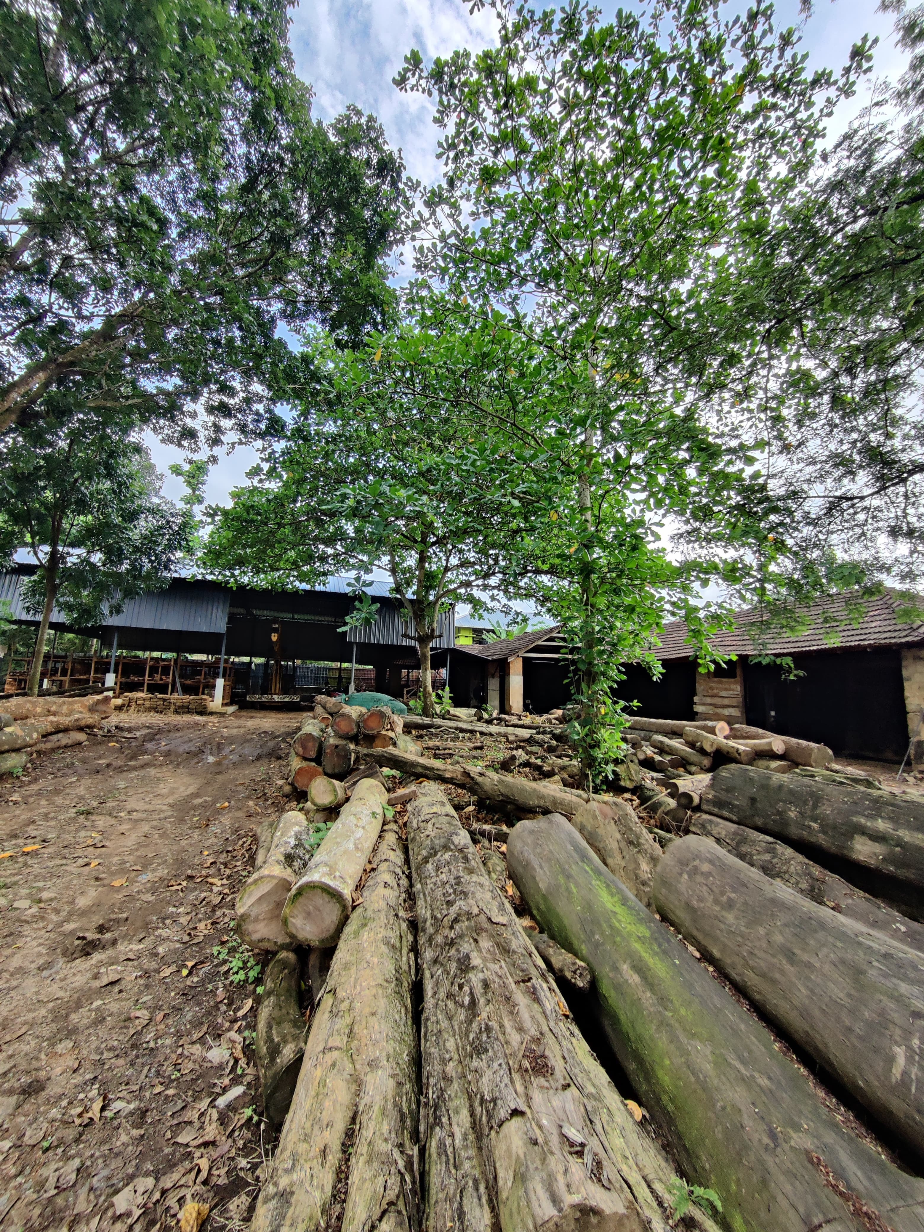 Vimala Saw Mill & Wood Industries  4