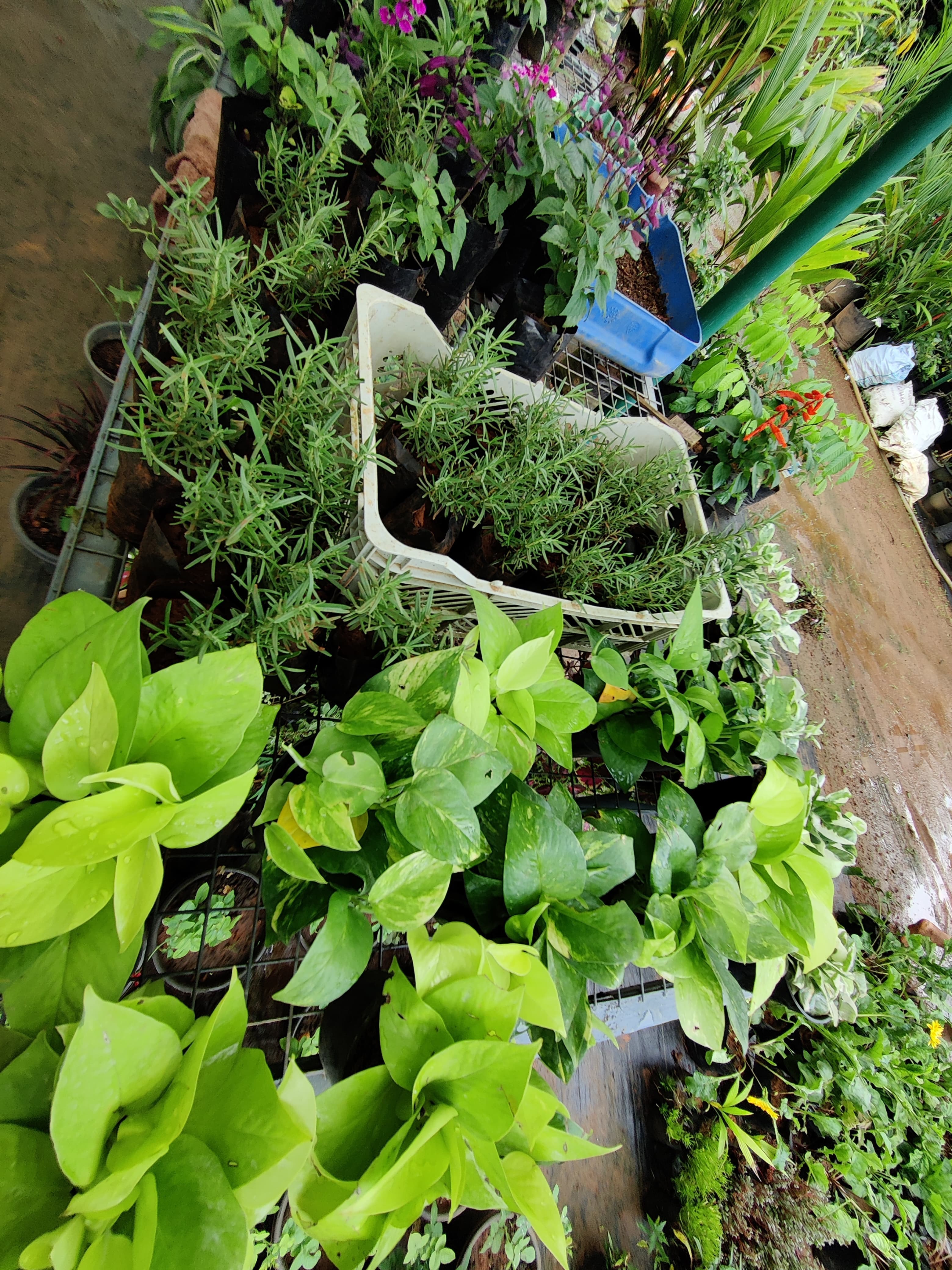 Green World Agri Farm 5