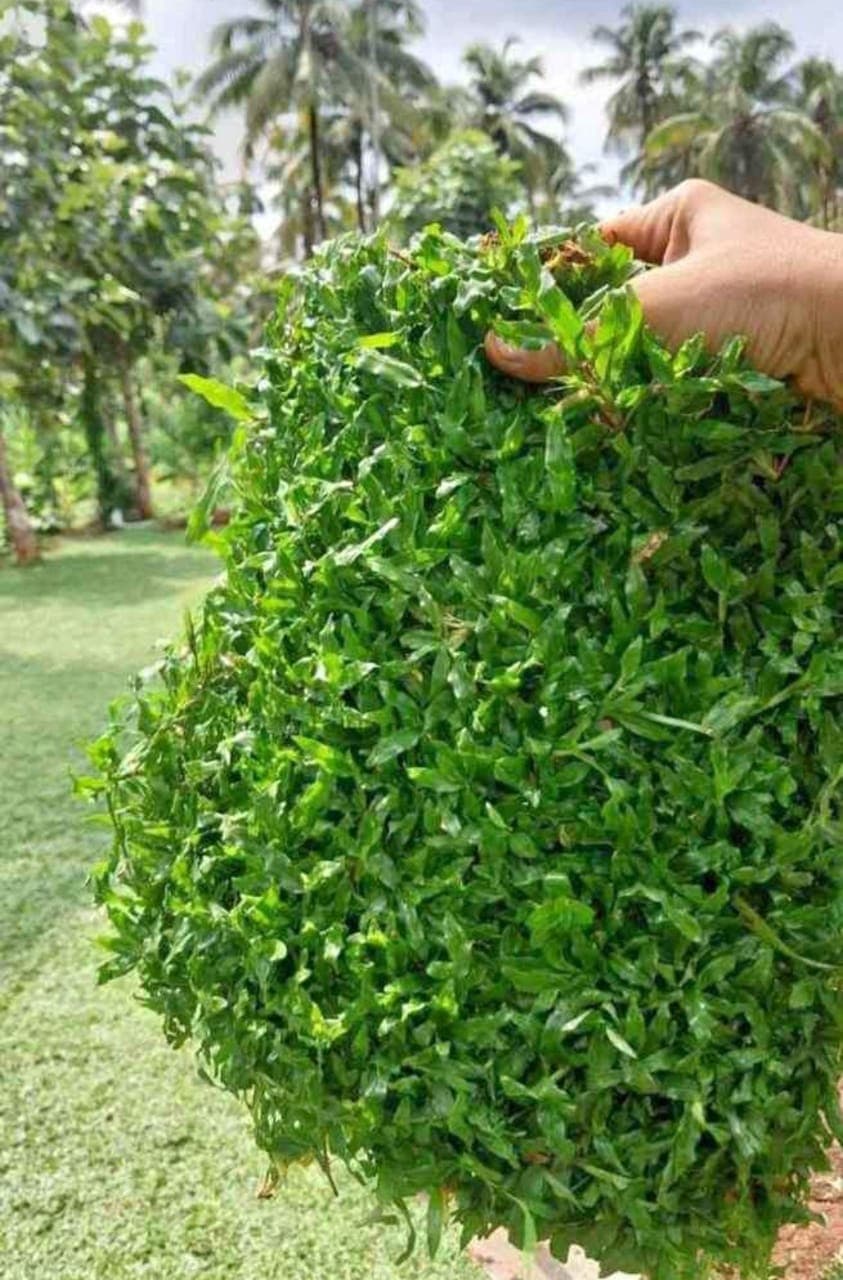  Sri Parvathy Garden  5
