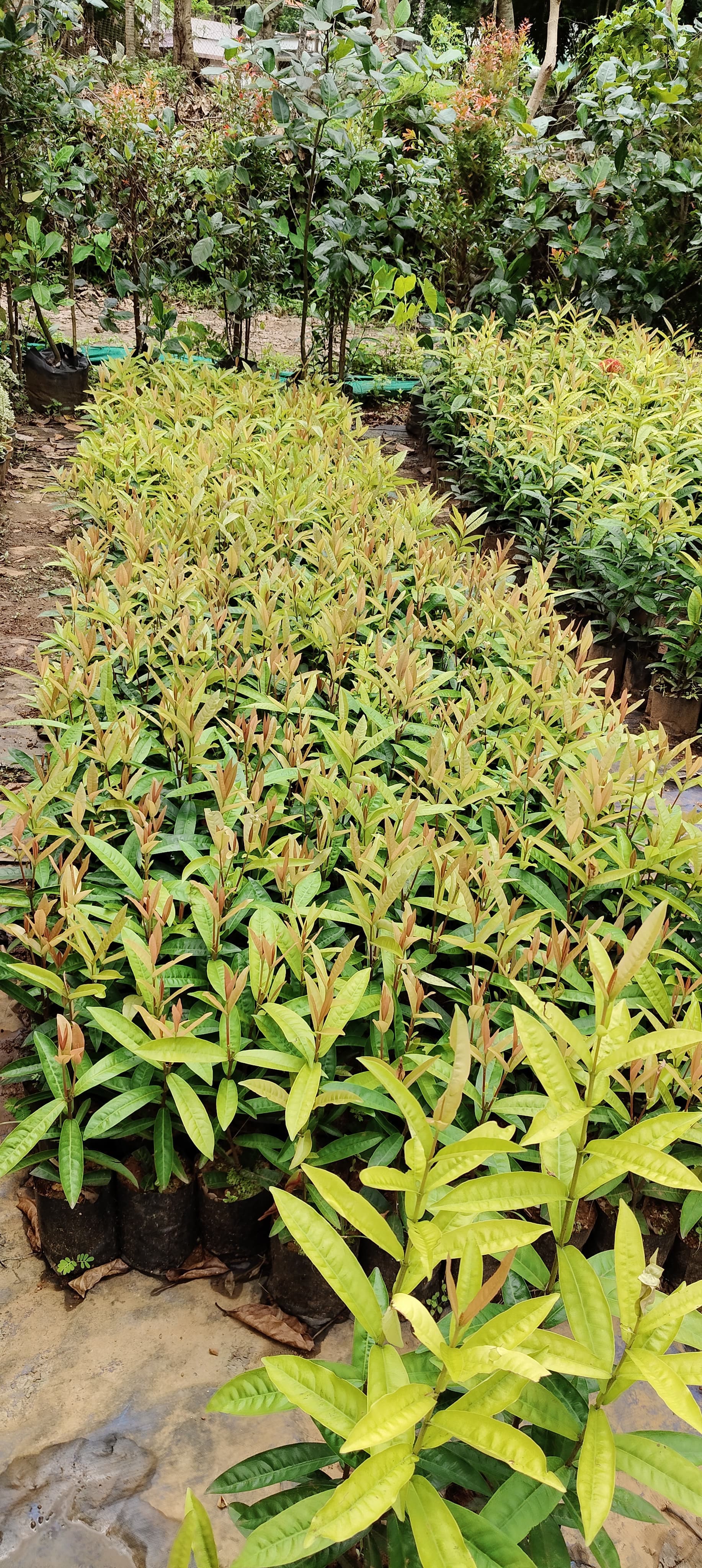 Green Kerala Nursery 2