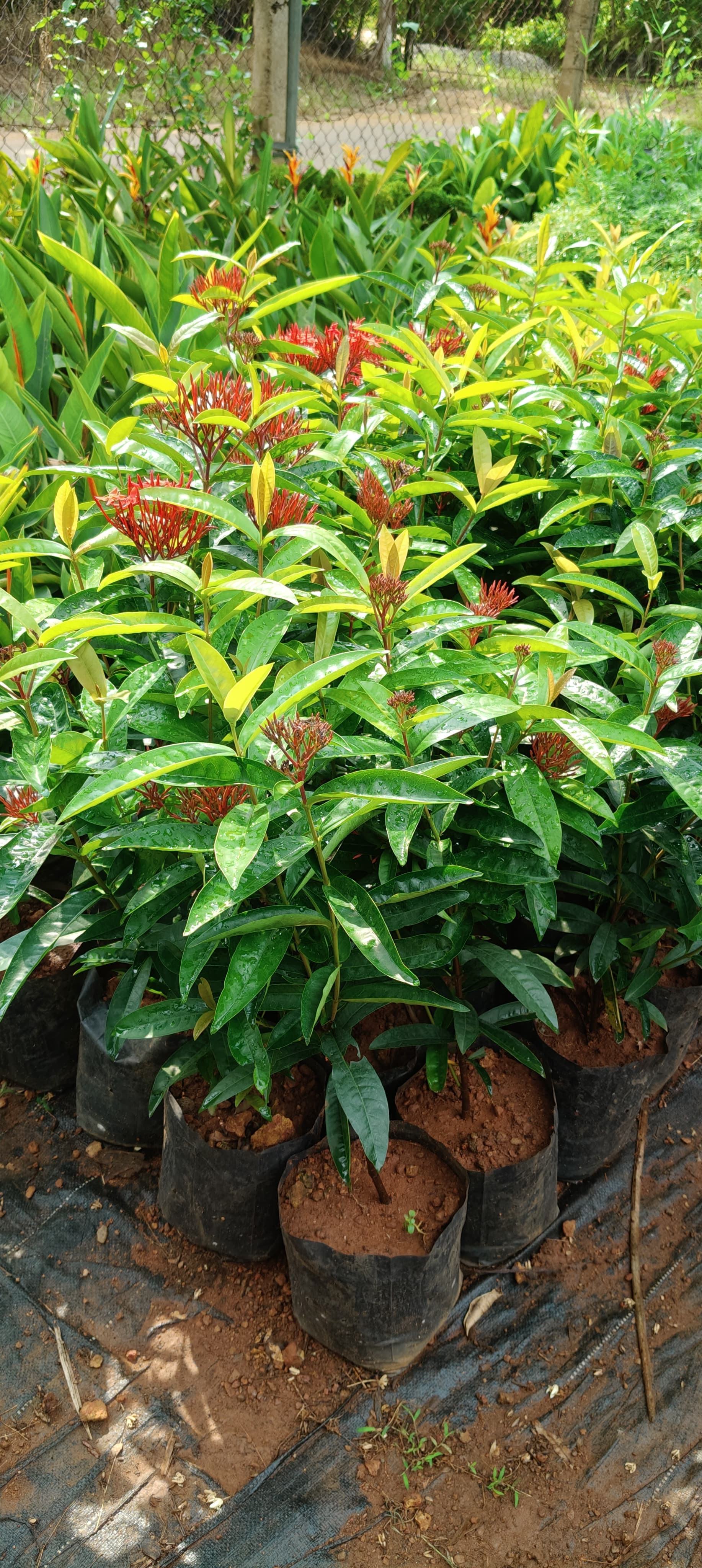 Green Kerala Nursery 3