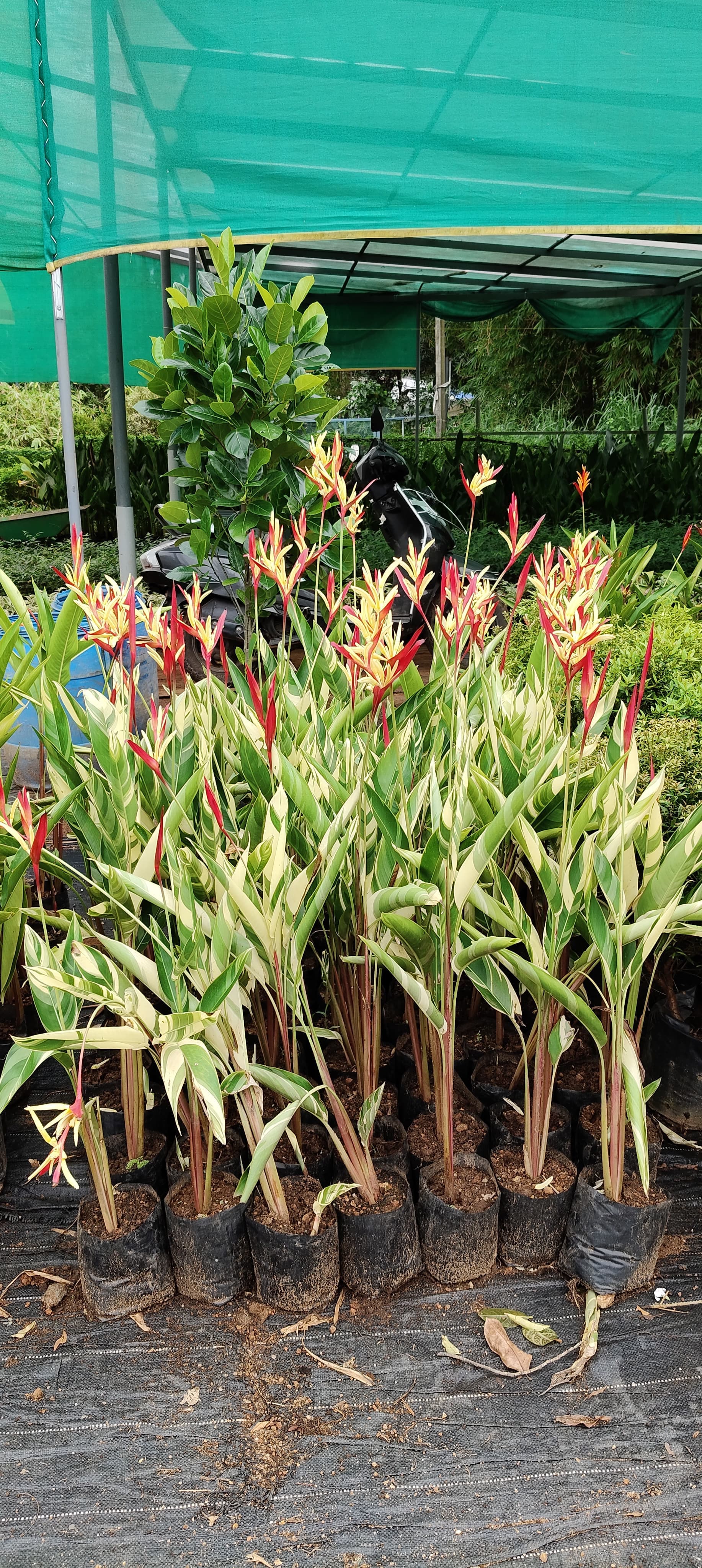 Green Kerala Nursery 4