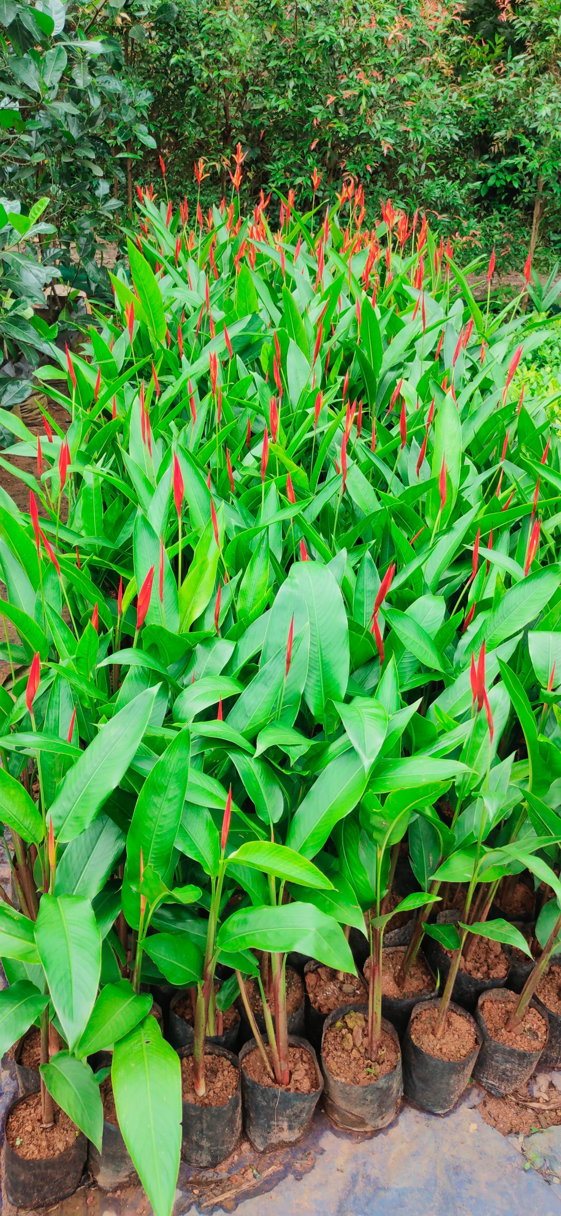 Green Kerala Nursery 5