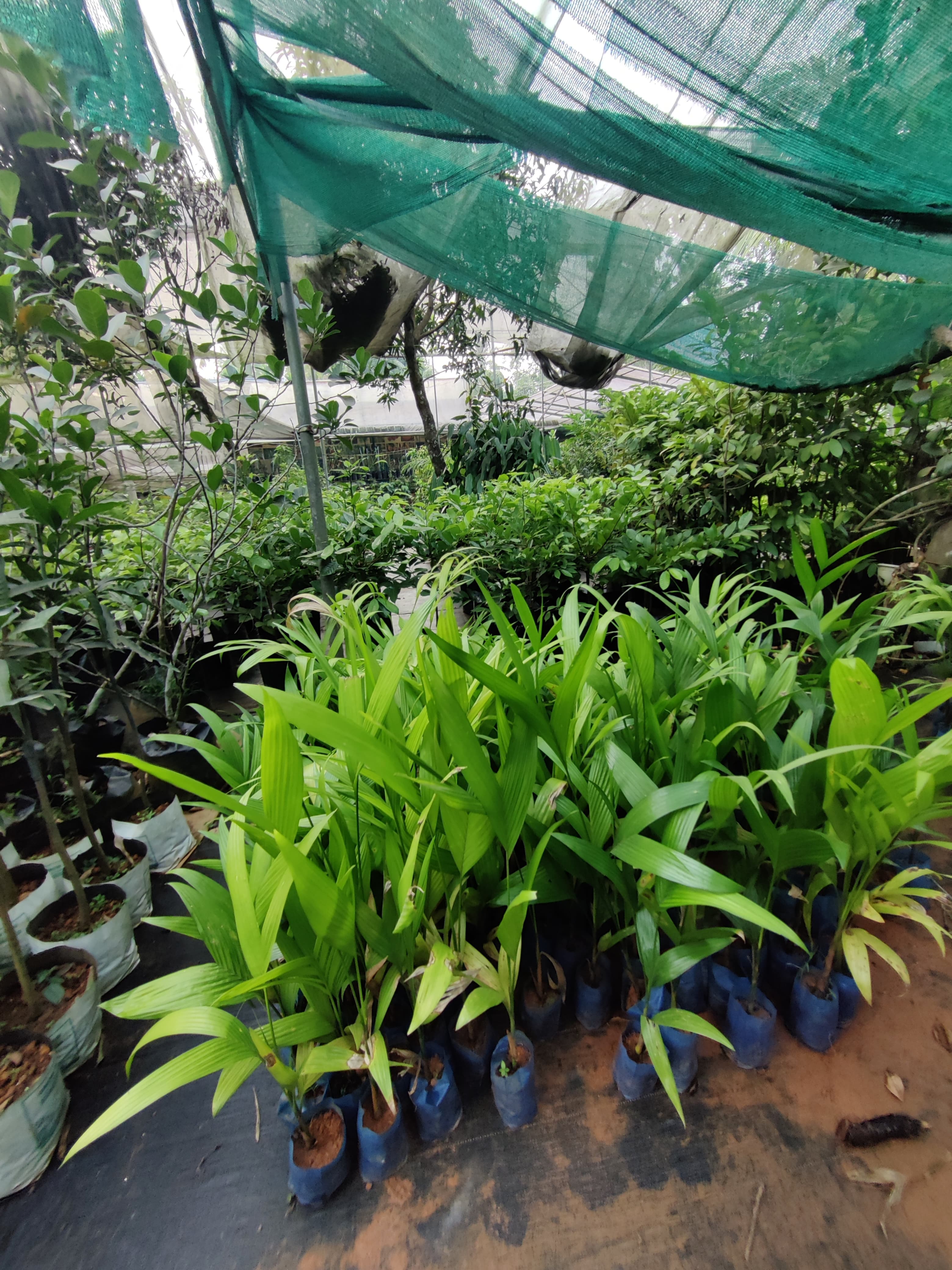  Green Leaves Agro Farm 5