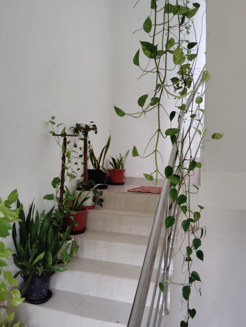 Taz Homestay 2