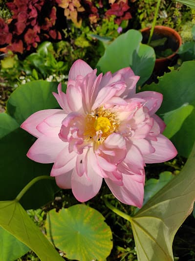 Rajus Garden 2