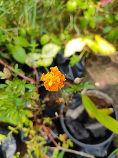 Rajus Garden 4