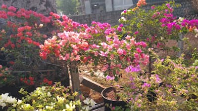 Abhana's Garden 2
