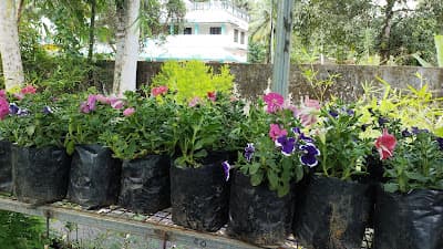 Abhana's Garden 4