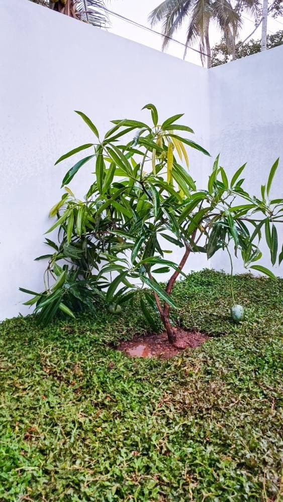 Punnoor Nursery 2