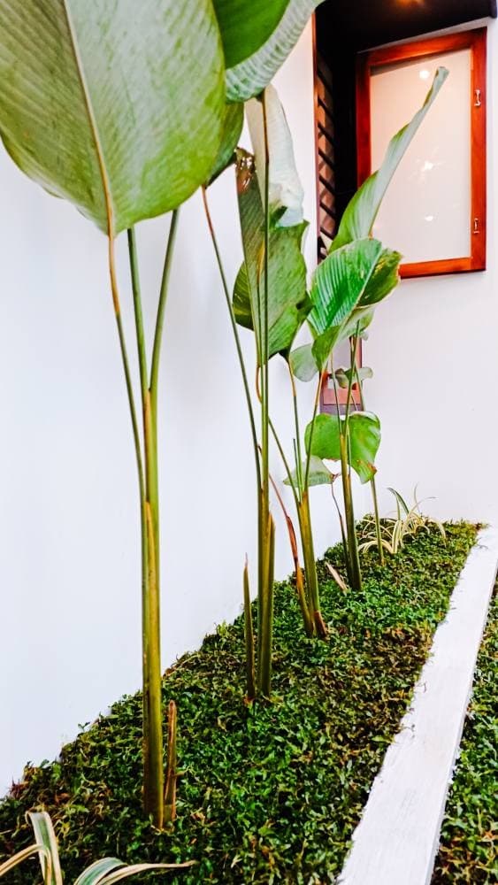 Punnoor Nursery 4