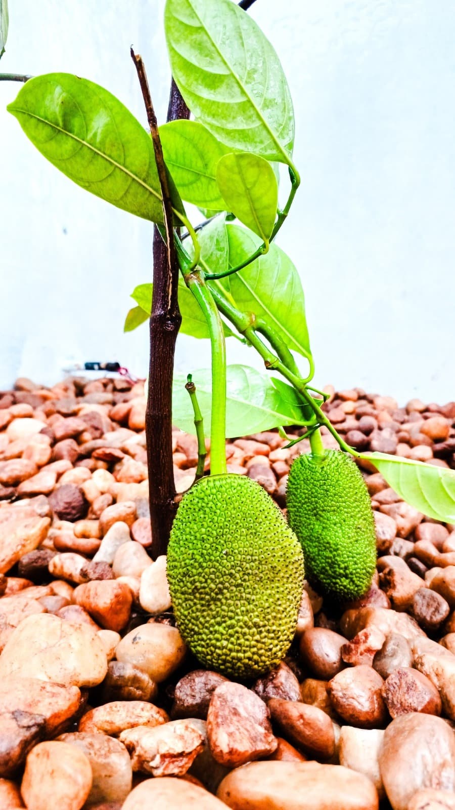 Punnoor Nursery 5