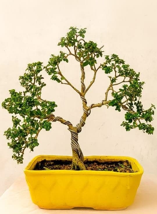 Cochin Bonsai Garden 2