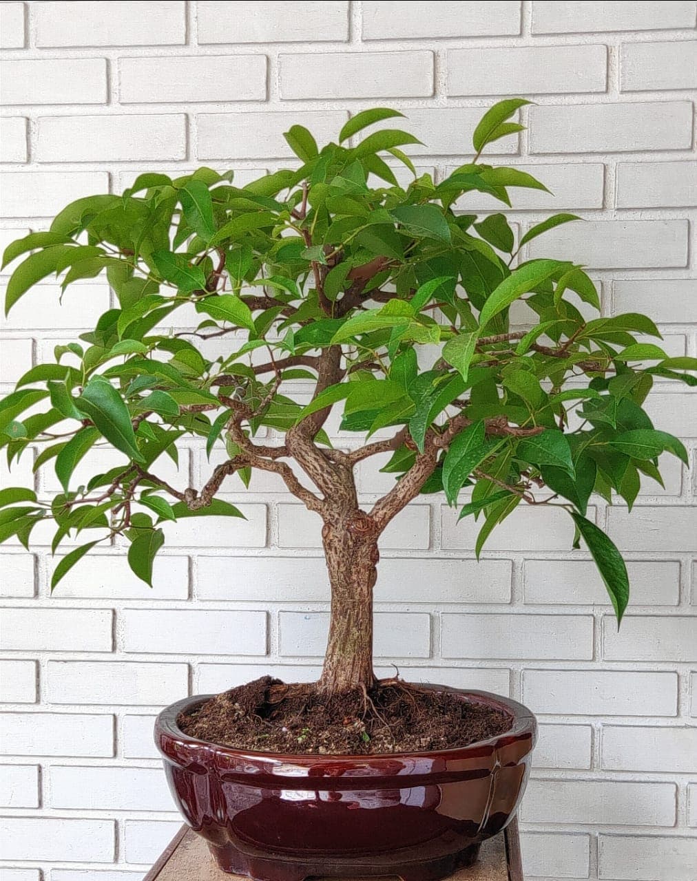 Cochin Bonsai Garden 3