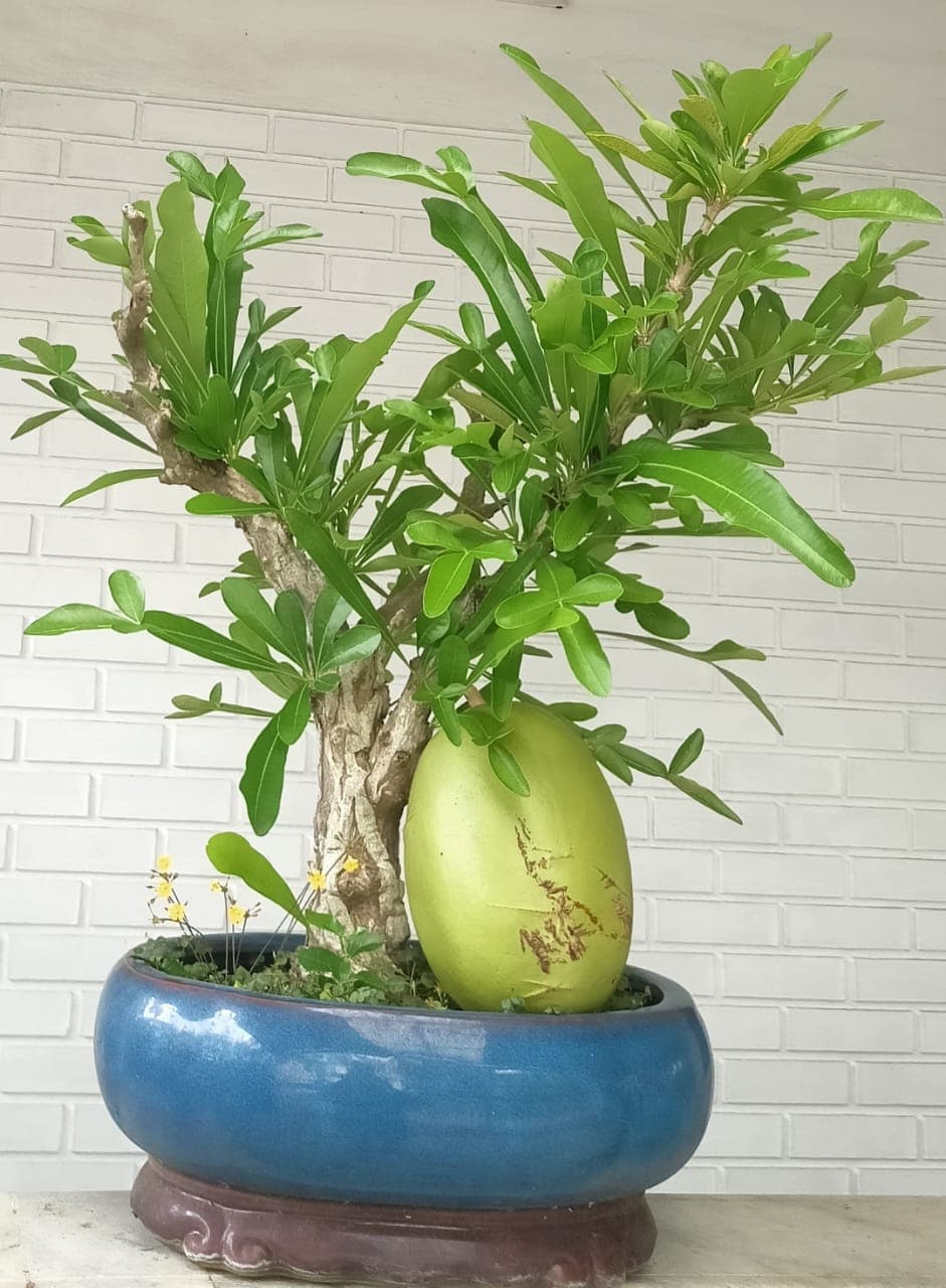 Cochin Bonsai Garden 4