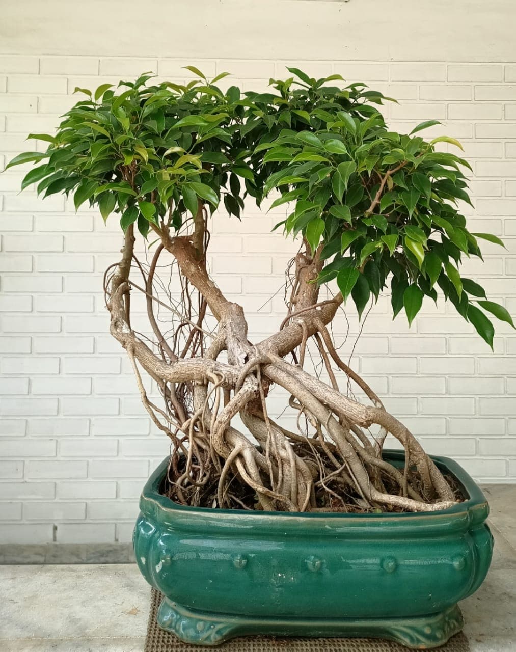 Cochin Bonsai Garden 5