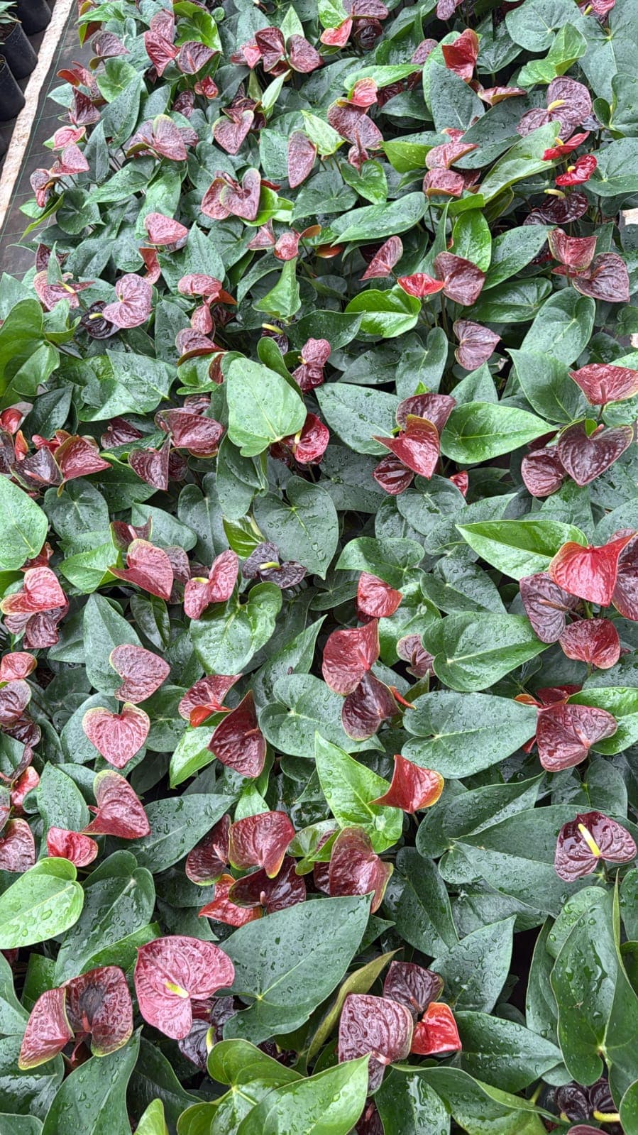 NJATTADY AGRO STORES AND NURSERY 2