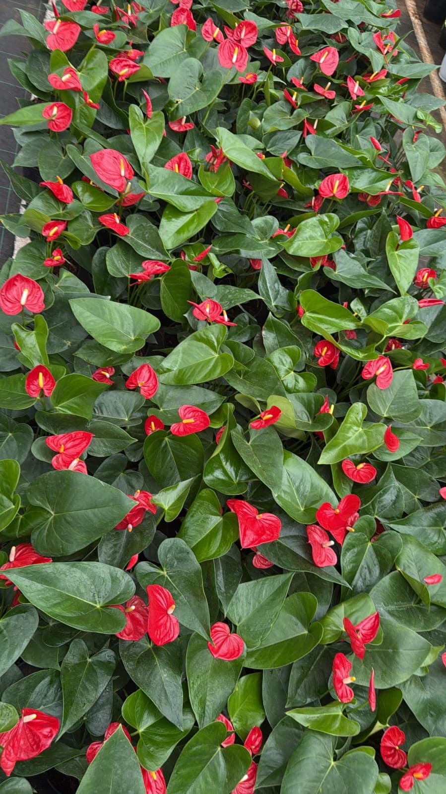 NJATTADY AGRO STORES AND NURSERY 3