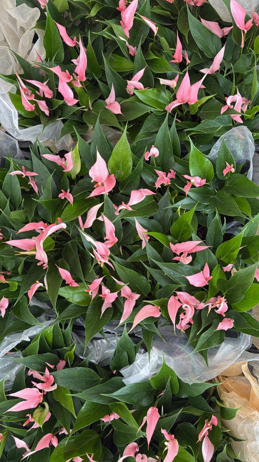 NJATTADY AGRO STORES AND NURSERY 4