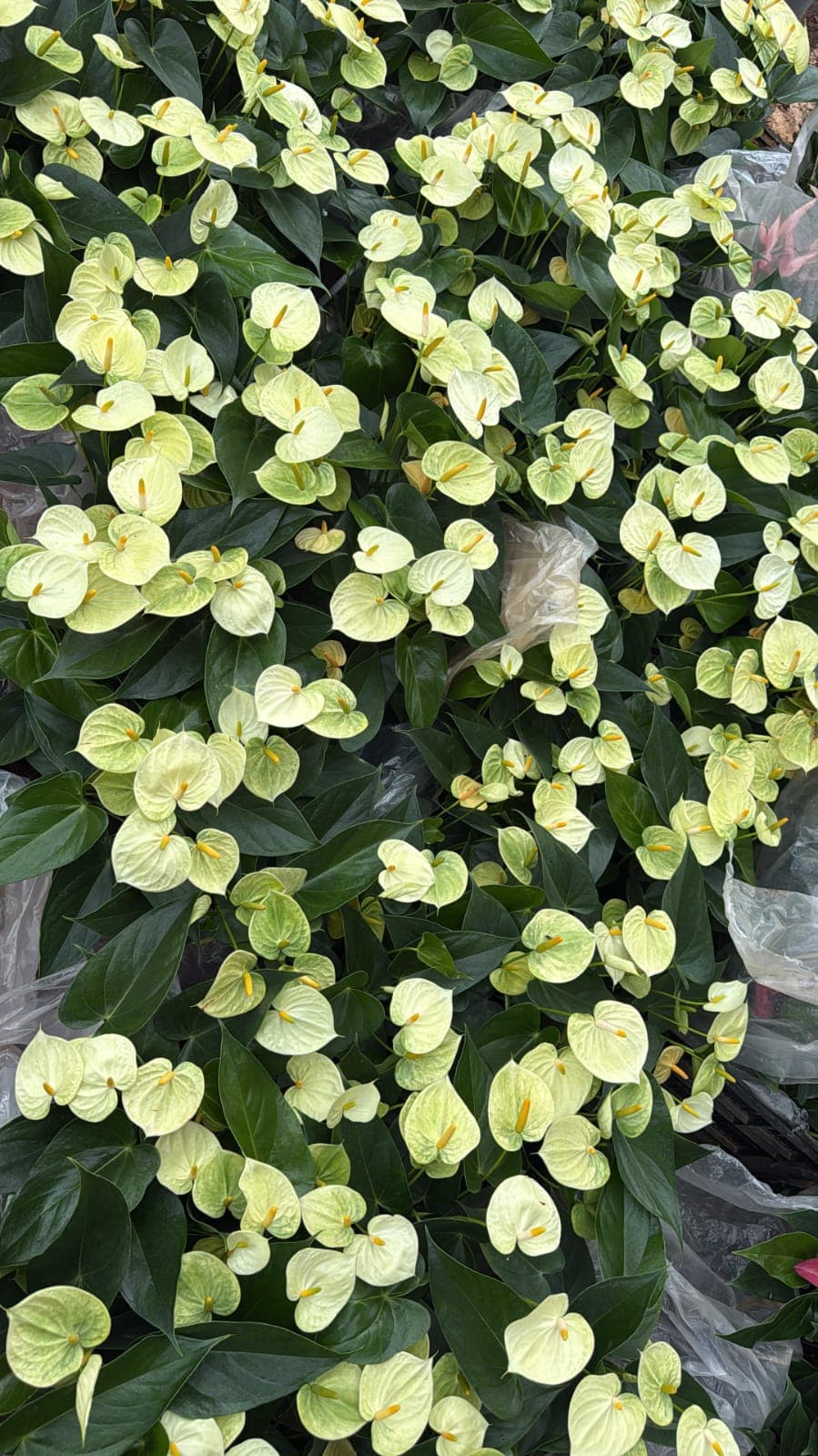 NJATTADY AGRO STORES AND NURSERY 5