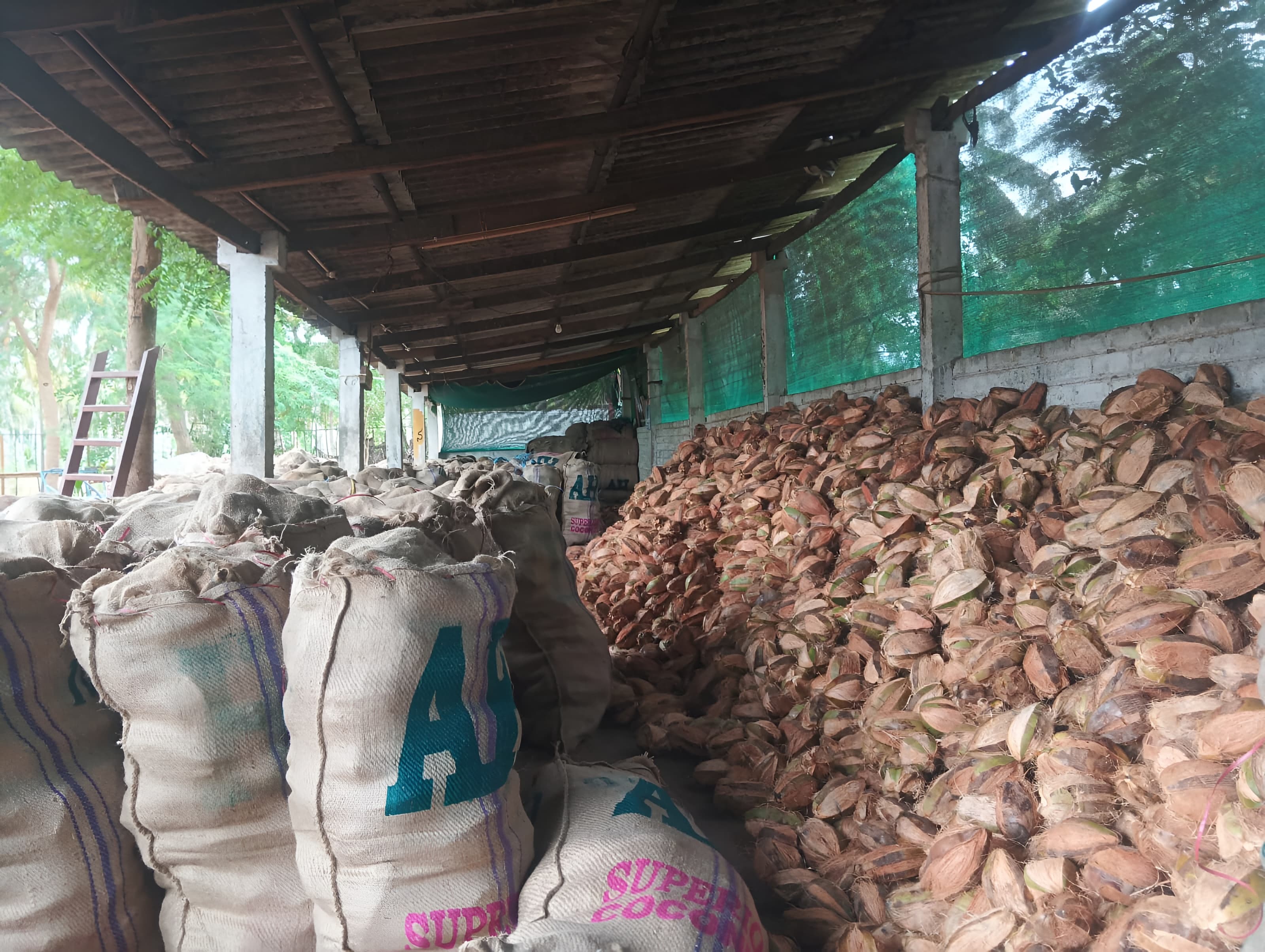 Suriya Coconut Shop 2