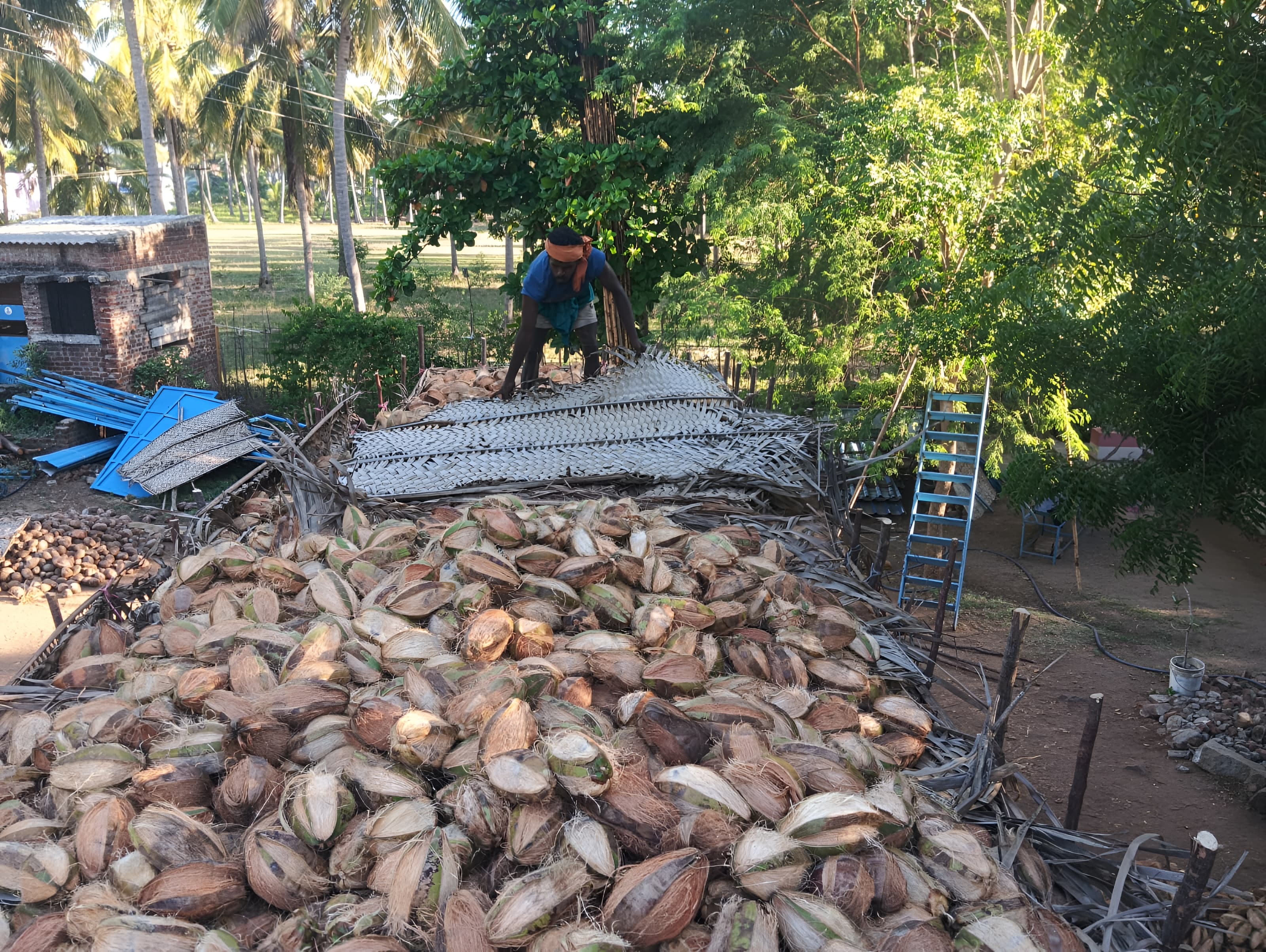 Suriya Coconut Shop 5