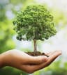 Plant's World Nursery - Nursery Mannuthy  