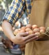 CJT Egg Suppliers