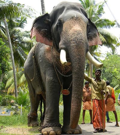 Areekyal Elephants
