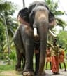 Areekyal Elephants