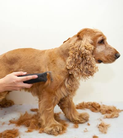 Fluffyn Snoopy's Pet Spa & Boutique