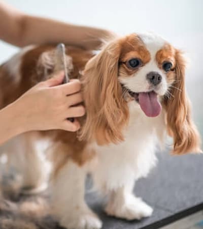 Roms N Rakes Pet Store And Grooming Parlour