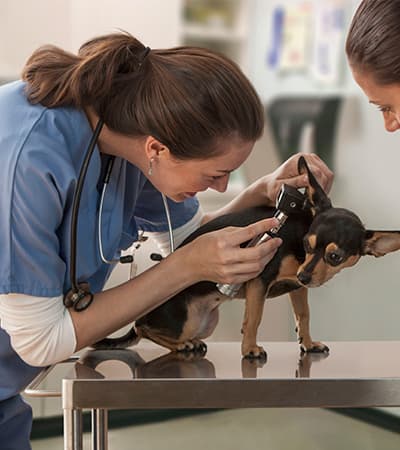 Paw Pet Care
