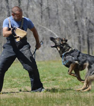 Cochin Dog Training Academy