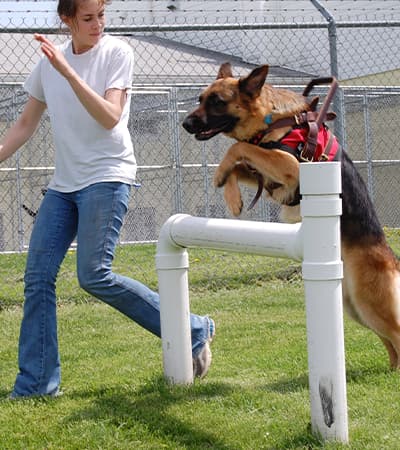 Dogma Dog Training Centre